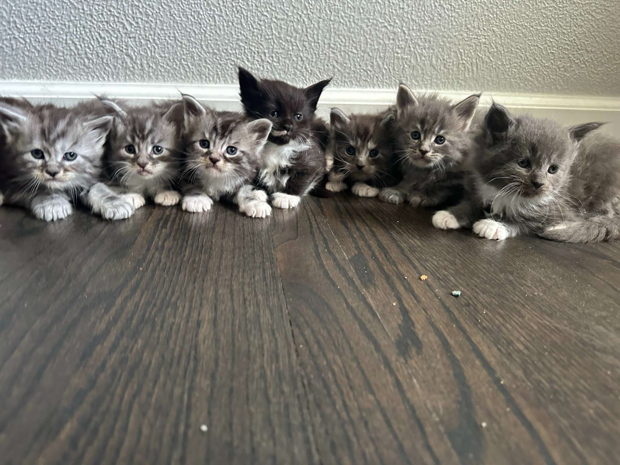 Look at our past kittens!