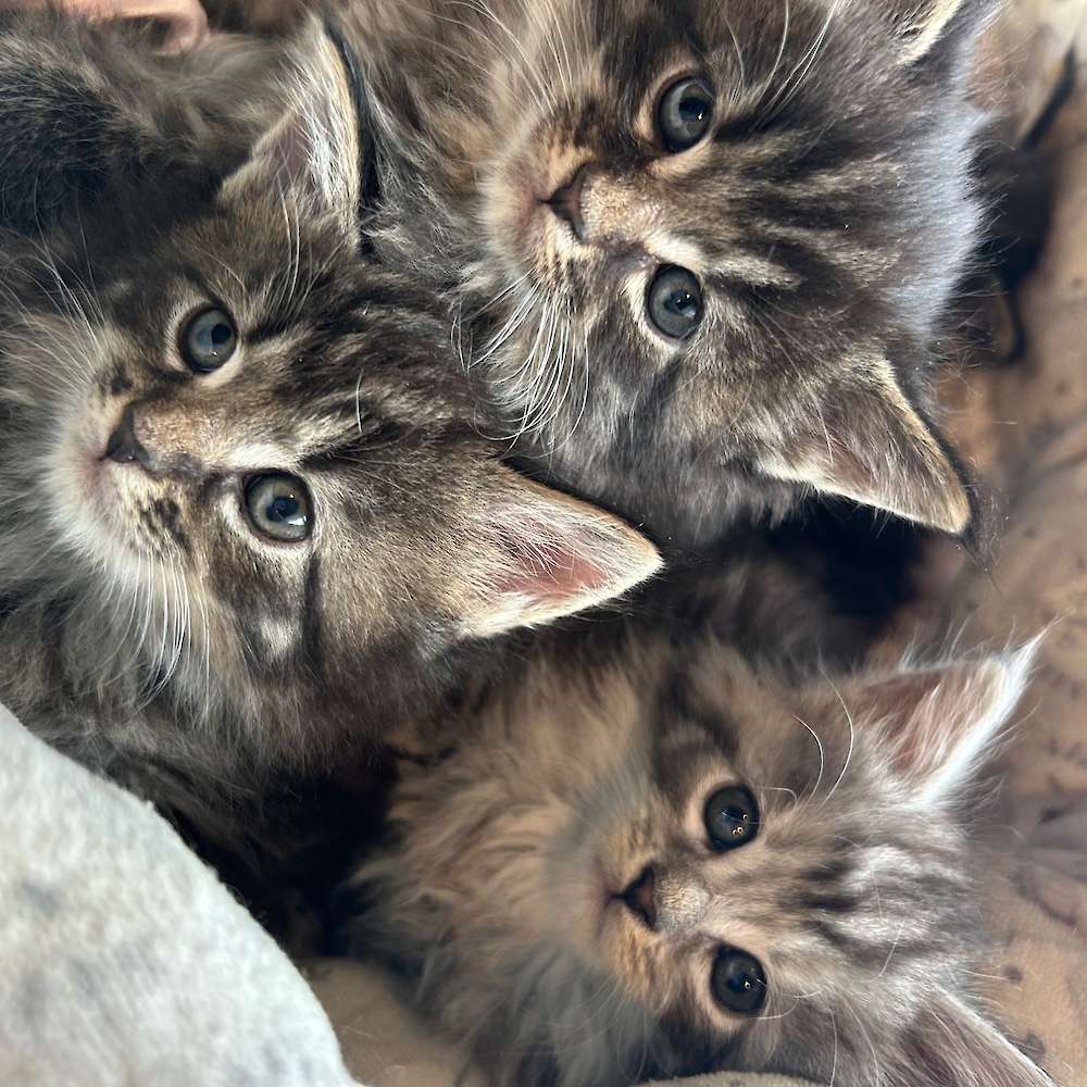 Kittens available