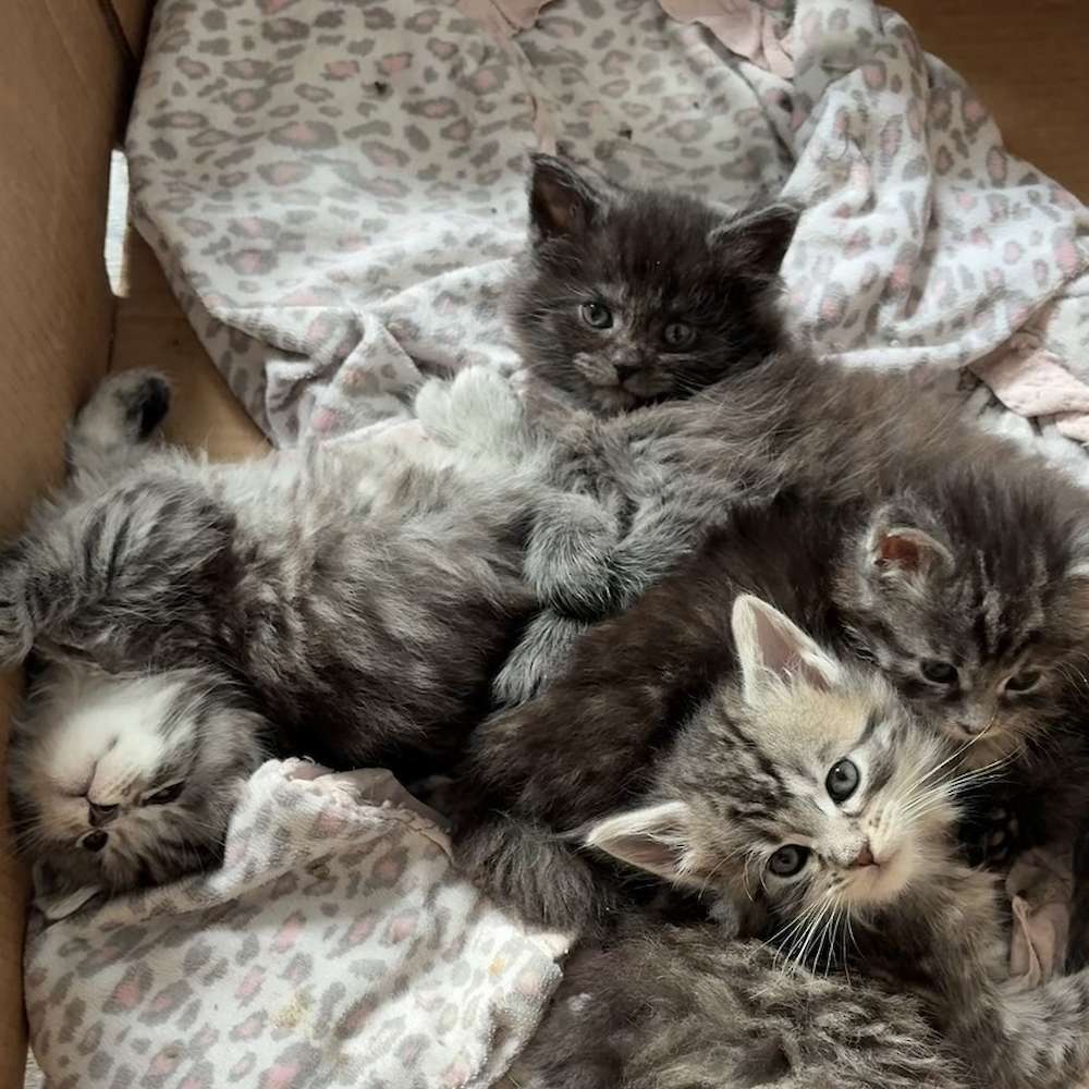 Christmas kittens available